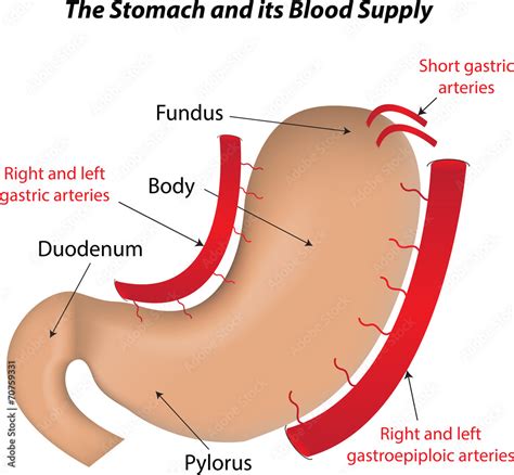 The Stomach and its Blood Supply Labeled Diagram Stock Illustration | Adobe Stock