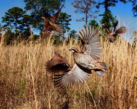 Quail translocation providing hope to restore habitat, birds in historic range - Tall Timbers