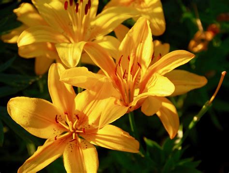 yellow lilies - Val's Garden