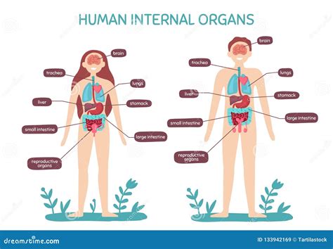 Cartoon Human Body Anatomy. Male and Female Internal Organs, Humans Physiology Chart Vector ...