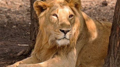 Gujarat: The unusual lion sightings on India's beaches - BBC News