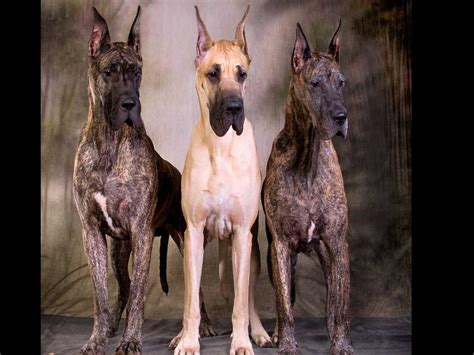 Teulu's Great Danes - Great Dane Puppies for Sale in Port Ludlow, WA ...