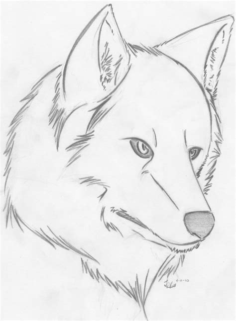 Dragoart How To Draw A Wolf at ganangelicablog Blog