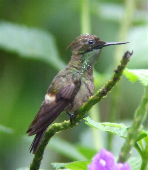 Hummingbirds in South East Peru, part 2 – A birding blog by Gunnar Engblom