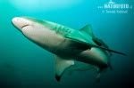 Blacktip Shark Photos, Blacktip Shark Images, Nature Wildlife Pictures | NaturePhoto