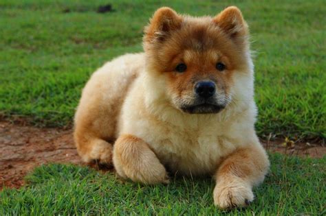 Chusky dog breed personality, temperament and pictures | Dog breed names, Mixed breed dogs ...