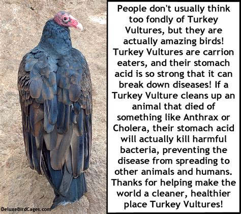 Turkey Vulture Bird Fact! | Bird facts, Bird, Vulture