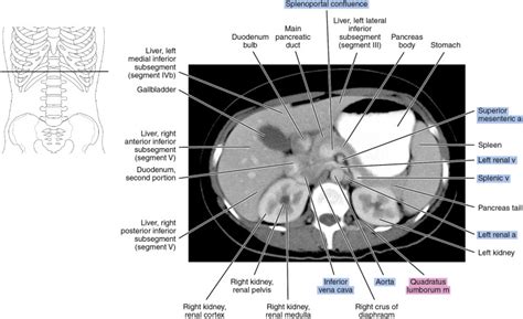 CT of the abdomen | Radiology Key