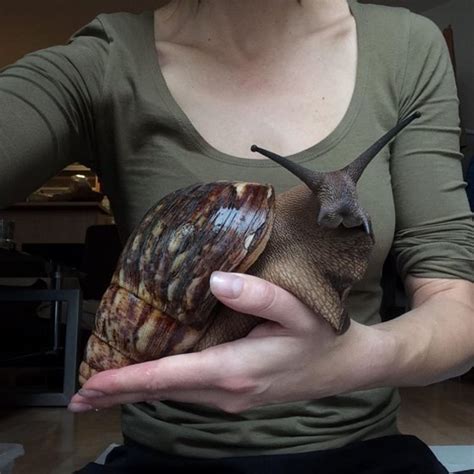 Giant African land snail (Achatina fulica) is one of the biggest ones there is and also looks ...