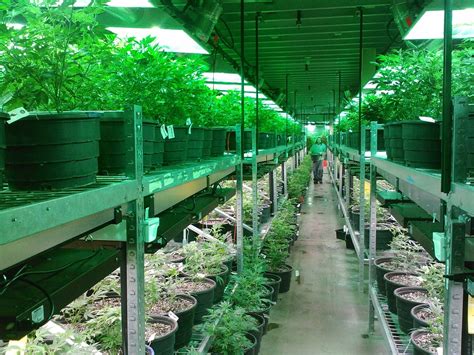 Marijuana Colorado Grow · Free photo on Pixabay