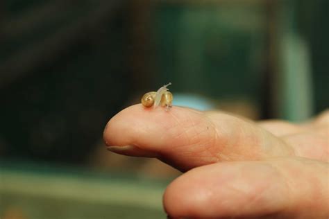 Breeding snails is a slow, slimy and sexy business for one Queensland farmer - ABC News