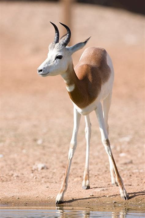 A Baby Arabian Oryx : aww