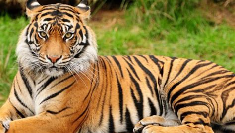 The Royal Bengal Tiger has 21 Unique Facts Which You Must Know