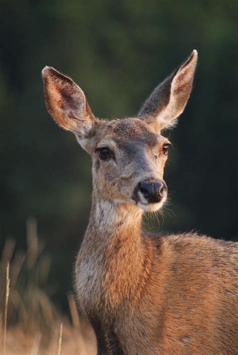 Mule Deer Doe Photograph by Will Hanley - Pixels