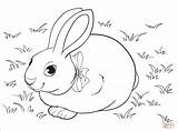 Rabbit In Hutch Colouring Pages Sketch Coloring Page sketch template