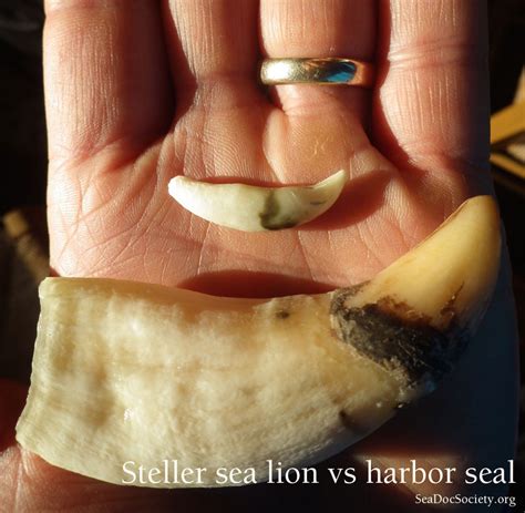 Canine teeth comparison - Steller sea lion to harbor seal — SeaDoc Society