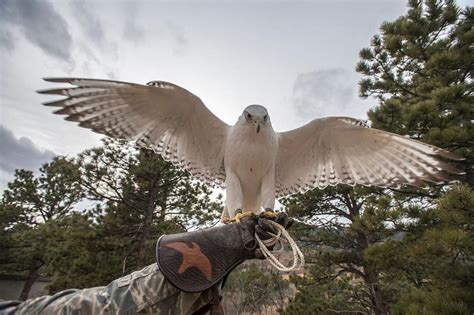 Air Force Academy's Falcon Mascot Will Be Back In Action Thursday