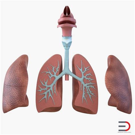 3D Human Respiratory System Anatomical Model model in 2021 | Human ...