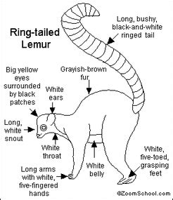 Physical Characteristics - Ring-tailed Lemurs