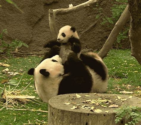 Wrestle Baby Animals GIF by San Diego Zoo - Find & Share on GIPHY