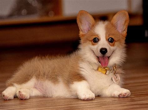 How Much Should a Corgi Eat? (All You Need to Know)