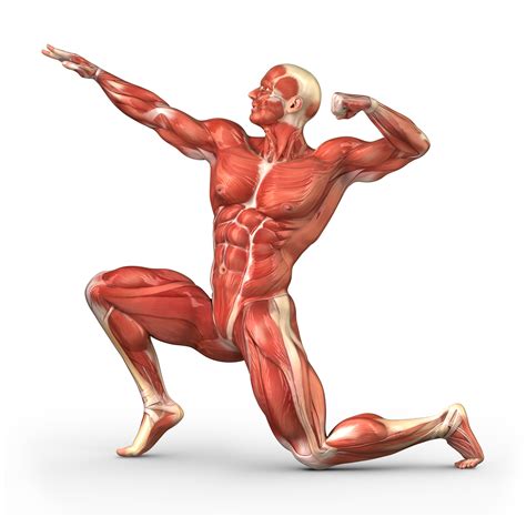 Muscles and movement | Create WebQuest