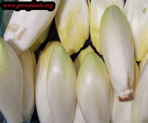 Belgian endive plant | Belgian endive, Endive, Growing lettuce