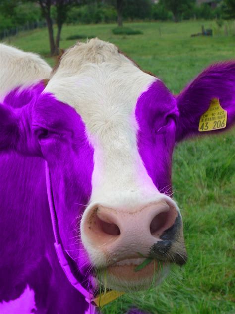 purple cow by Yoshimitsu-EH on DeviantArt