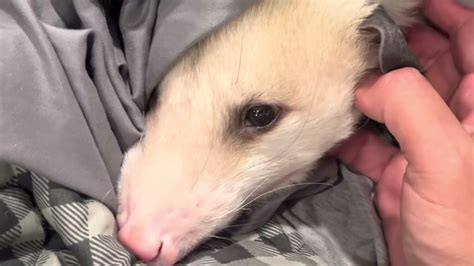 Clipping Opossum Nails (and look at tail, hands, and feet) - YouTube