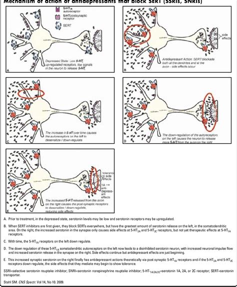 Mechanism of action of trazodone: a multifunctional drug. | Semantic ...