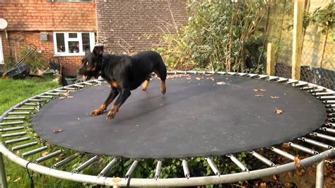 Trampoline Bella.mp4 - YouTube