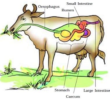 What is Ruminant? » Ruminant Digestive System » IndianCattle