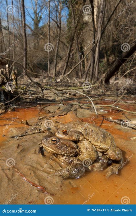 Couple of Common Toad in Early Spring during the Breeding Season Stock ...