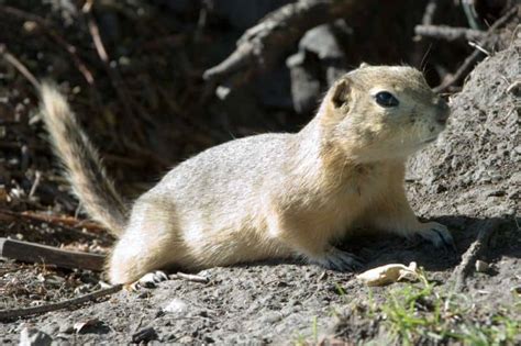 Picture 4 of 9 - Gopher (Spermophilus Richardsonii) Pictures & Images - Animals - A-Z Animals