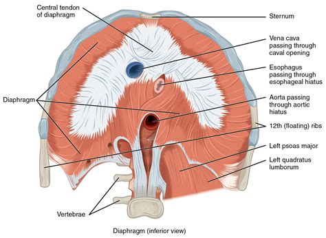 Breathing- The Key for many Locks – Dr. Chris Miller