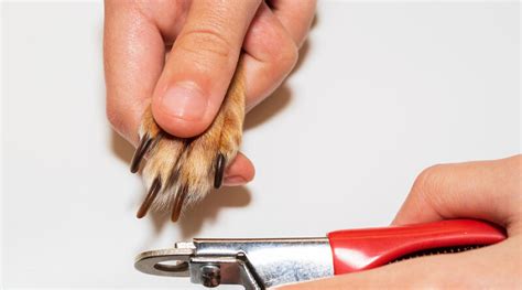 Top Dog Nail Trimmer Tools - get the facts | DogsGossip.com