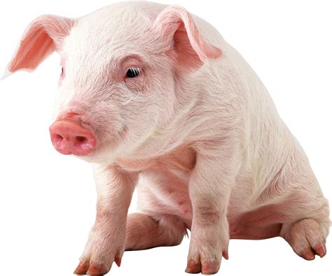 Cute Baby Pigs Wallpaper