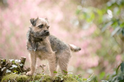 4 Border Terrier Colors: Which One To Pick?