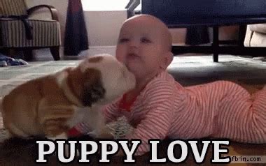 Puppy Love GIF - PuppyLove Baby Bulldog - Discover & Share GIFs