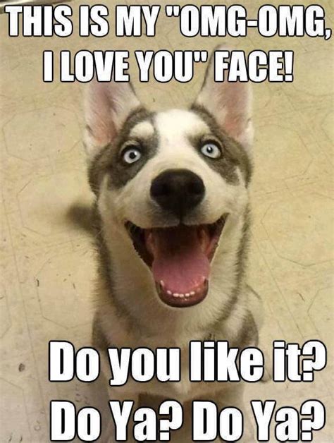 Funny Husky Memes That We All Love - Dog N Treats