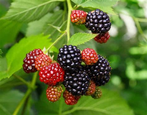 Blackberry bush, blackberry - planting, pruning, harvest and care (+ Video)