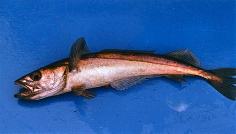 Pacific Hake - Pier Fishing in California