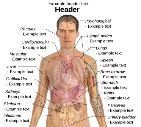 EFFECTIVE LEARNING CENTRE THE BEST: HUMAN BODY PICTURES