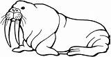 Printable Walrus Coloring Pages – ColoringMecom sketch template