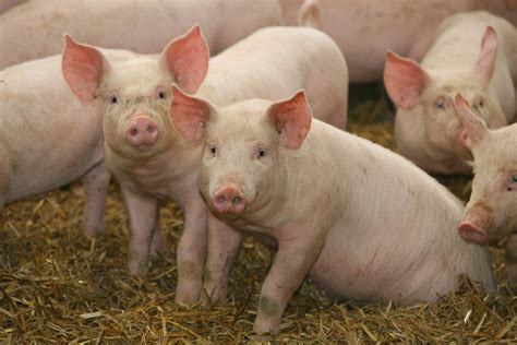 pigs | Kansas State University is one of 13 public and priva… | Flickr