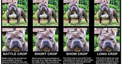 Ear Crop Style For American Bullies Dog in American Bully Daily Website | Pit Bull ( England ...