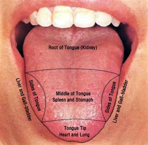 The Parts of Tongue Body Interpret Your Health