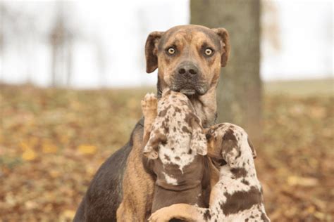 Female Catahoula Leopard Dog: What You Need to Know