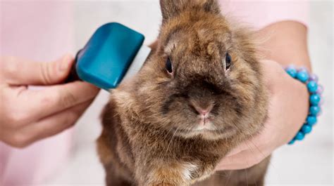 The Complete Guide to Grooming Your Rabbit (brushing, nail clipping, ear cleaning, etc.) | USA ...