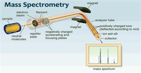 Mass Spectrometry - Assignment Point